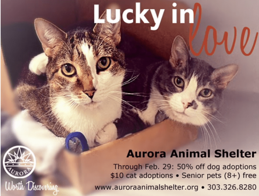 Lucky in Love Program Ends Feb. 29th at Aurora Animal S